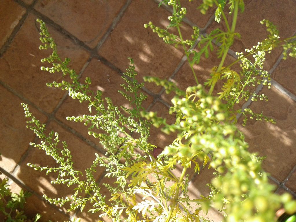 Artemisia annua L. (Asteraceae)